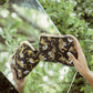 Sumatran Tiger Clutch Bag in Black