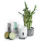 Meditation - Bamboo, Amber and Aloe Soy Candle
