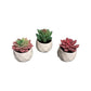 "Black Rock Desert" Decorative Ceramic Pot Succulent Plants - 3 Pieces